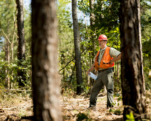 Forester standing in working forest 