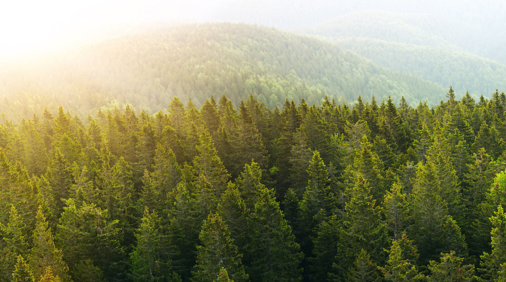 A confier forest