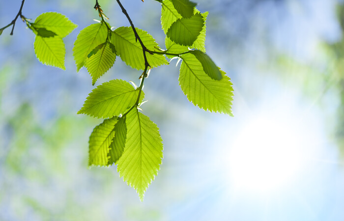 Green leaves on a tree branch.