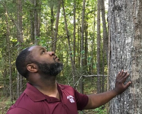 Photo of Freddie Davis in a forest, examining a tree.