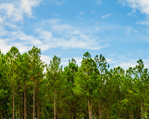 Growing forest and blue sky