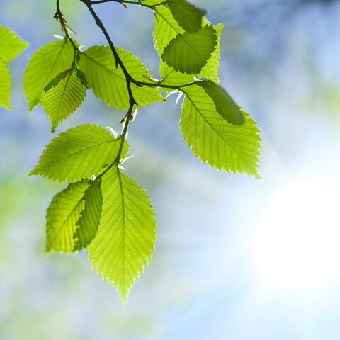 Green leaves on a tree branch.