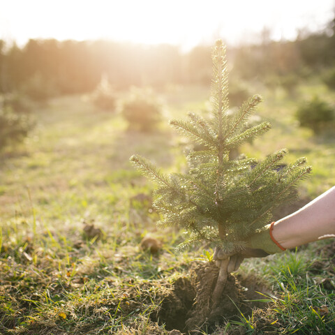 A person planting a pine tree sapling.