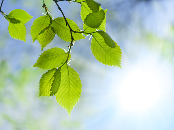A Closer Look at How the Paper Industry Achieves Sustainability