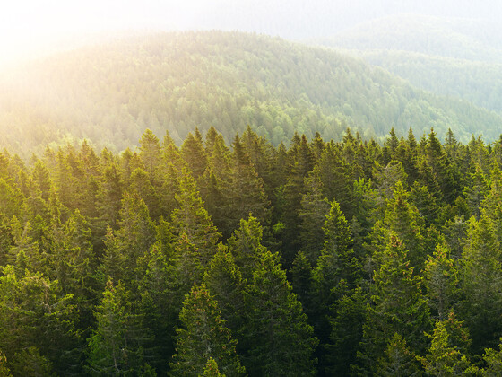 AF&PA Urges EU to Address Non-Tariff Trade Barriers Following EUDR Implementation Delay