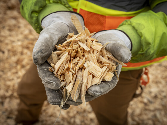 How Wood Chips Become Paper
