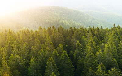 Keeping Forests as Forests Through Responsible Manufacturing