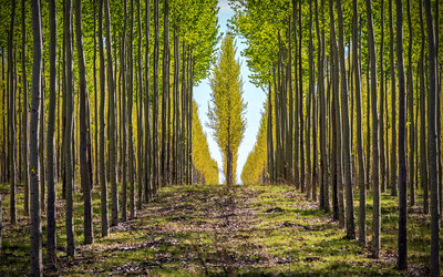 Why the EU Needs to Reconsider Their Deforestation Law