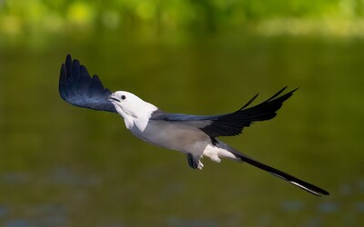 What is Biodiversity?