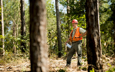 What is Sustainable Forestry?