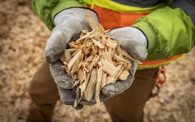How is Paper Made from Wood?